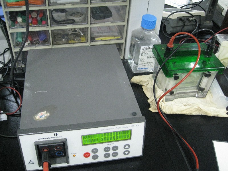 Electrophoresis apparatus