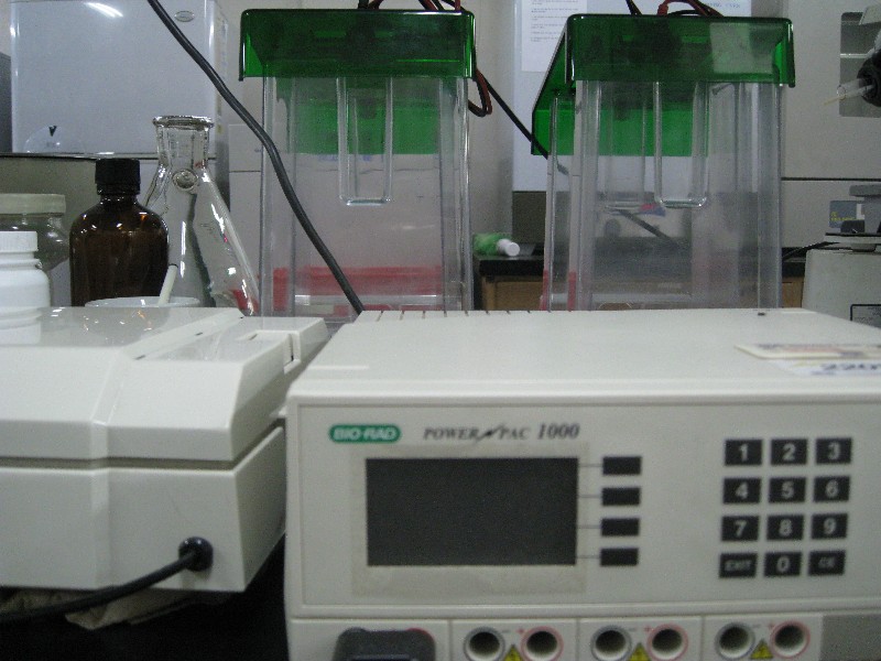 2-Demensional Electrophoresis System